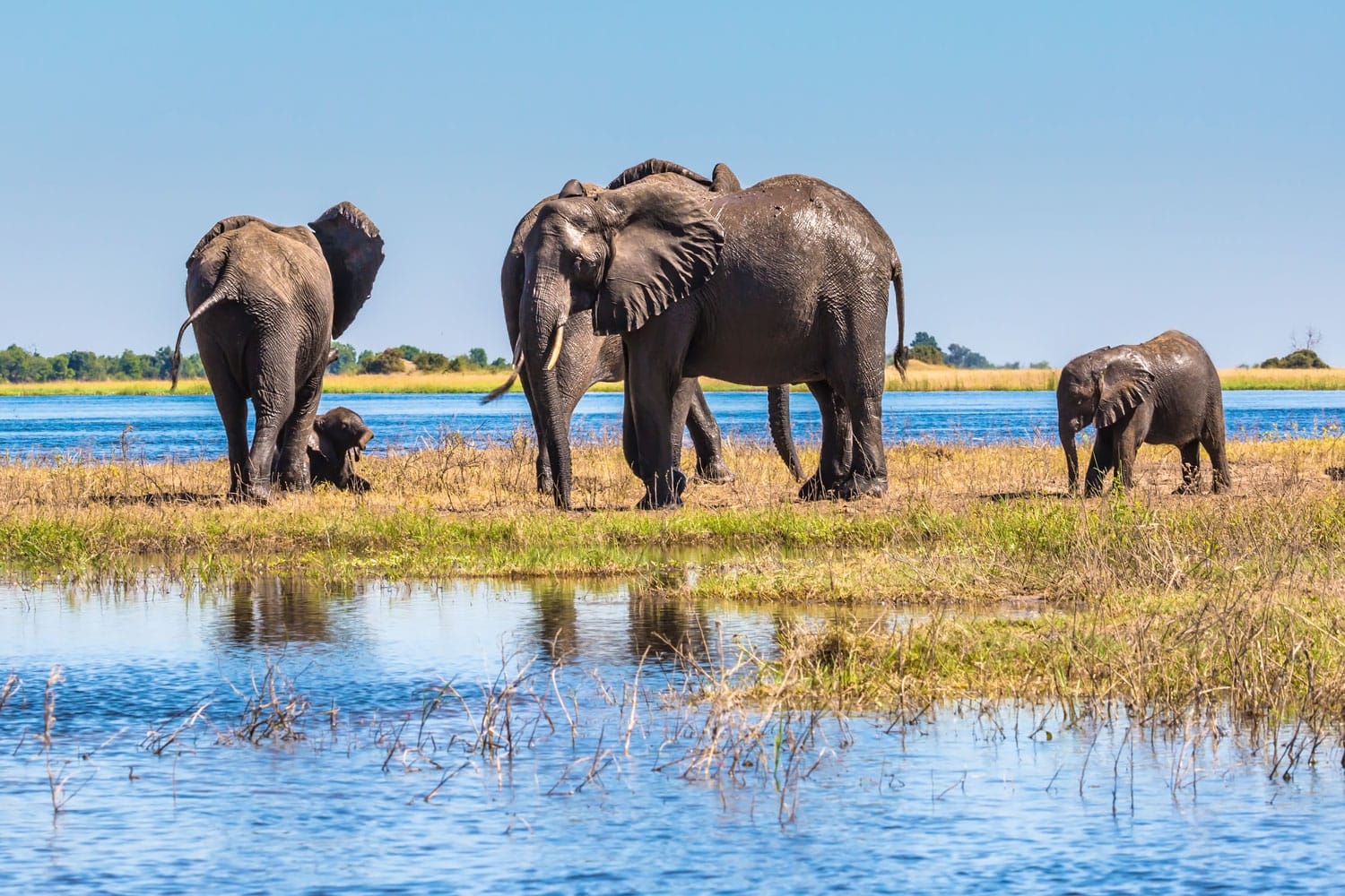 Κοπάδι ενηλίκων ελεφάντων και μωρών που διασχίζουν ρηχά νερά στο παλαιότερο εθνικό πάρκο στη Μποτσουάνα - Εθνικό Πάρκο Chobe, Αφρική