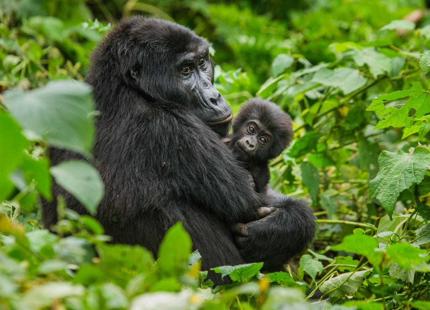 Ένας θηλυκός γορίλας του βουνού με ένα μωρό. Ουγκάντα. Εθνικό Πάρκο Αδιαπέραστου Δάσους Bwindi.