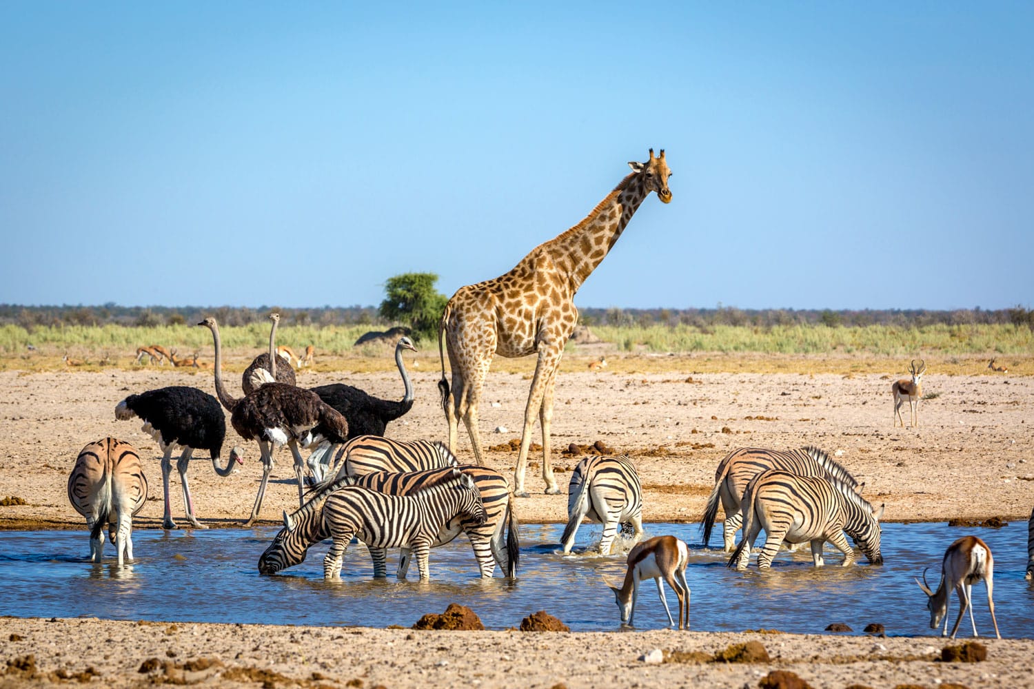 Ζώα που πίνουν νερό σε μια νεροτρύπα μέσα στο Εθνικό Πάρκο Etosha, Ναμίμπια, Αφρική