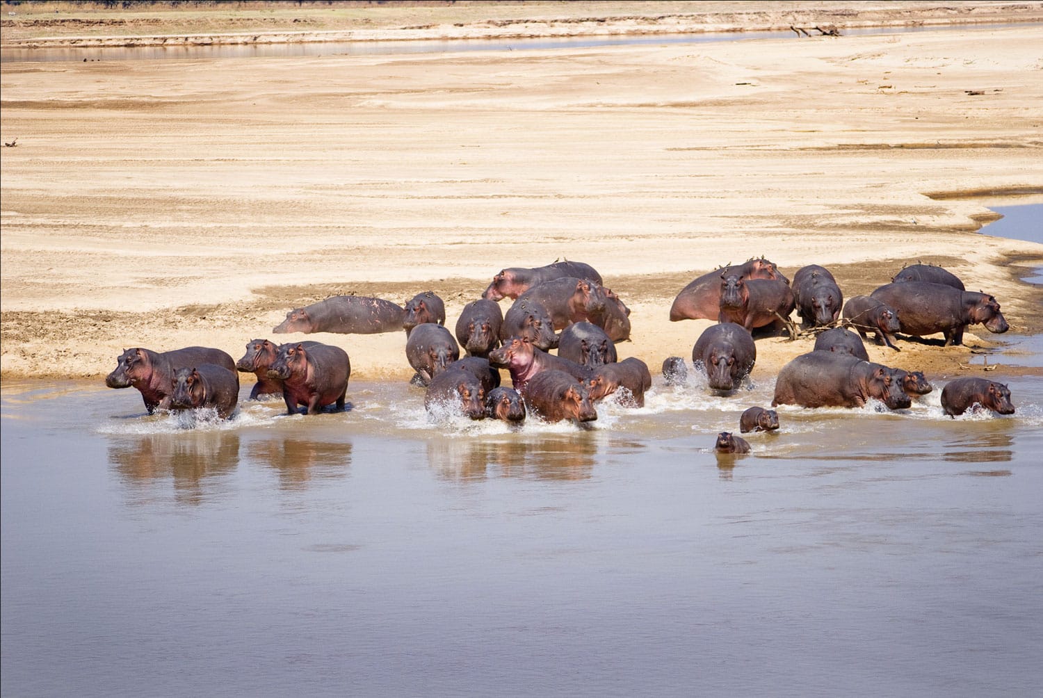 Οικογένεια Hippo τρέχει στο νερό του ποταμού Luangwa, Εθνικό Πάρκο South Luangwa, Ζάμπια, Αφρική
