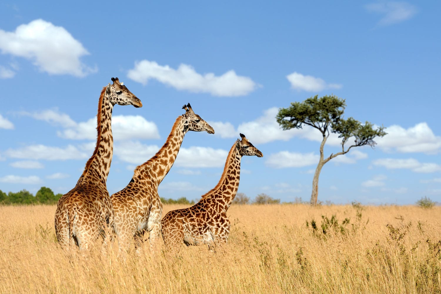 Ομάδα καμηλοπαρδάλεων στο εθνικό πάρκο της Κένυας, Αφρική