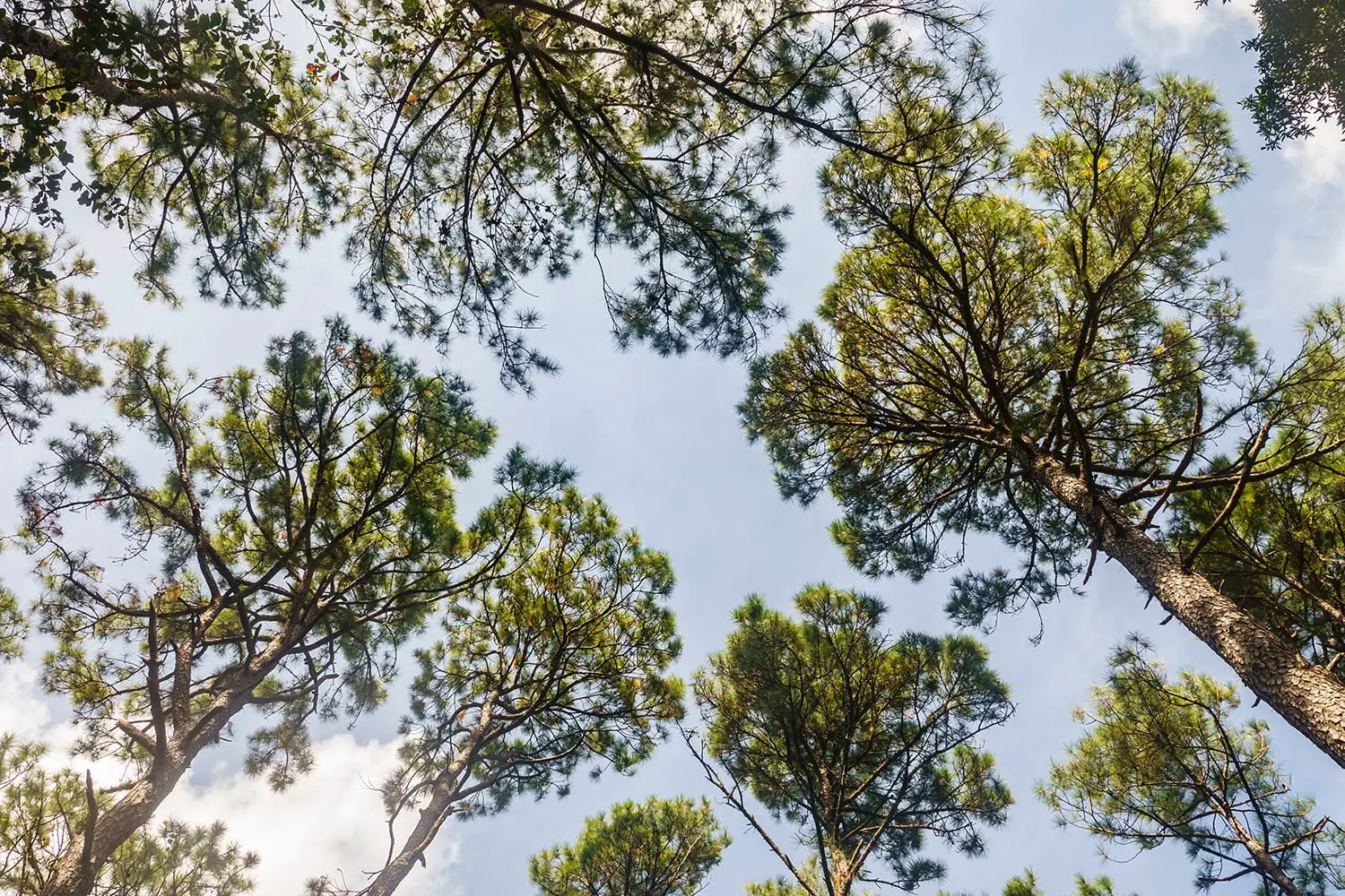 Canopy of tall longleaf pine trees (binomial name: Pinus palustris) at the Jacksonville Arboretum and Gardens in Florida, USA