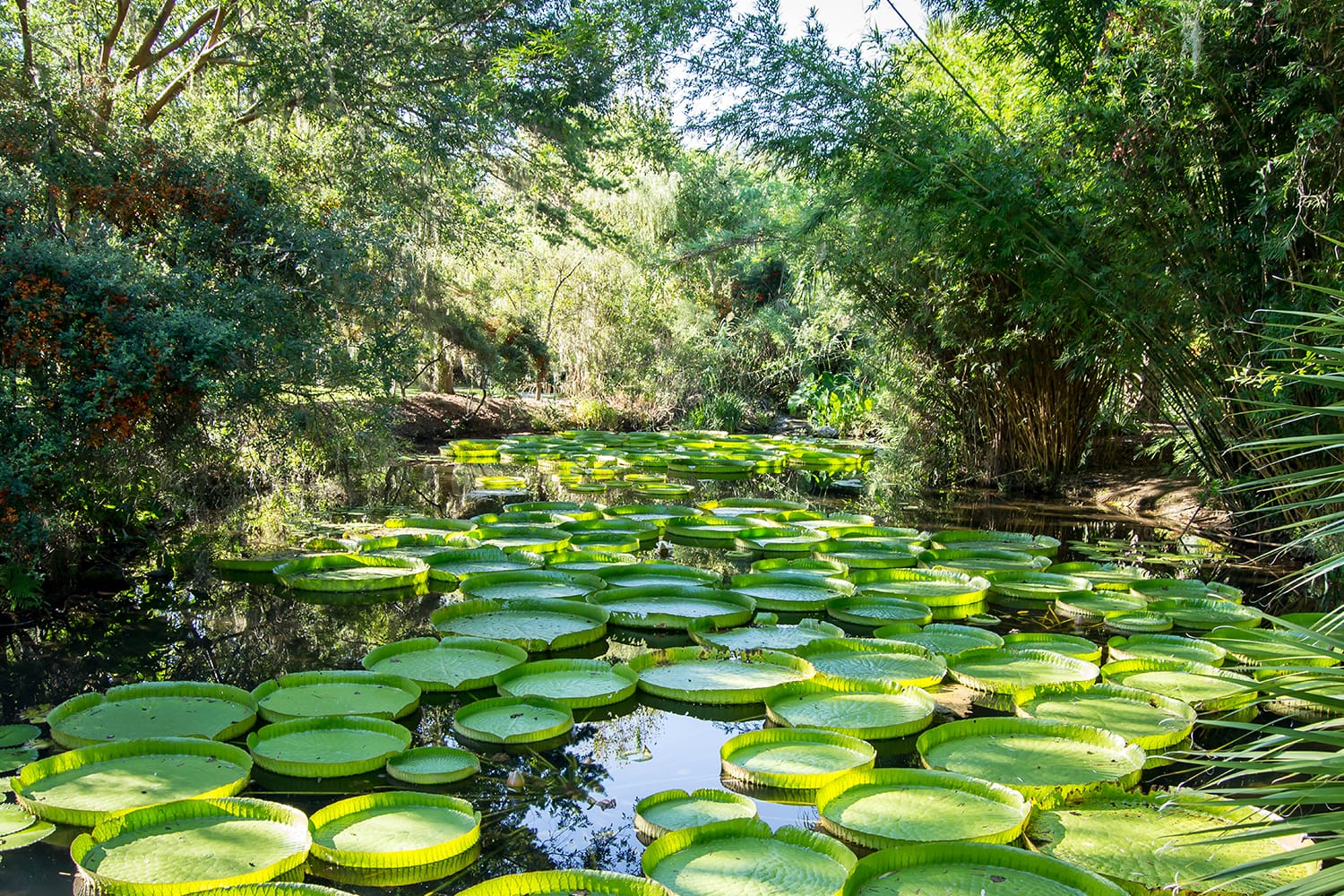 Victoria lily pads in the Kanapaha Garden, Gainesville, Florida, USA