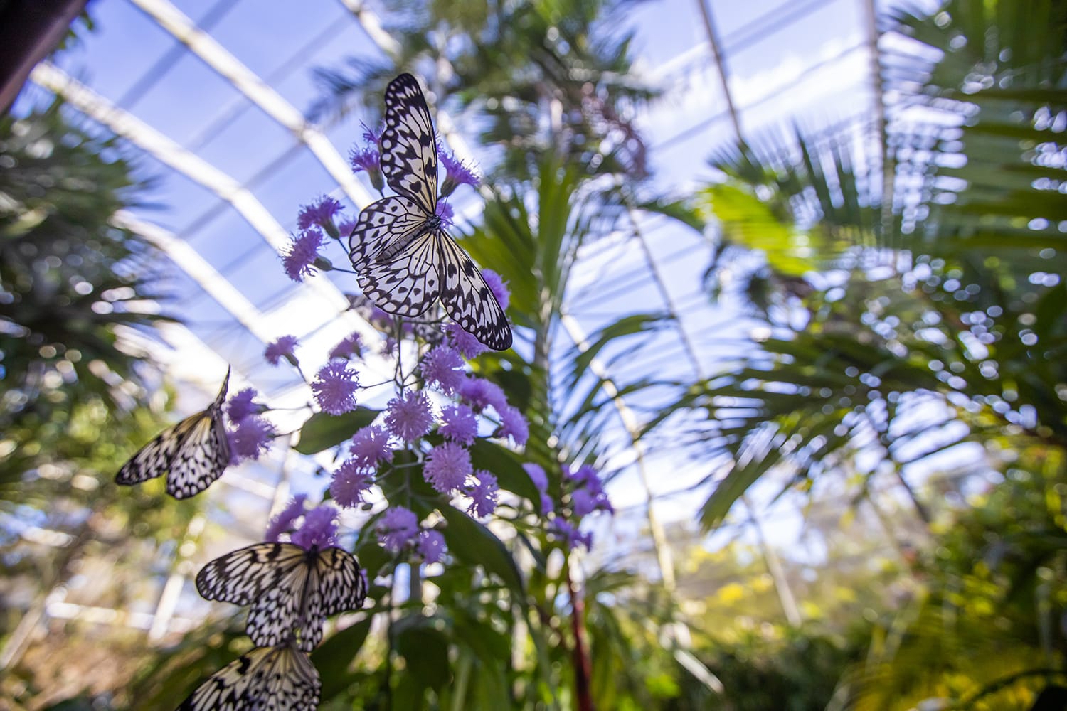 Fairchild Tropical Botanic Garden in Florida, USA