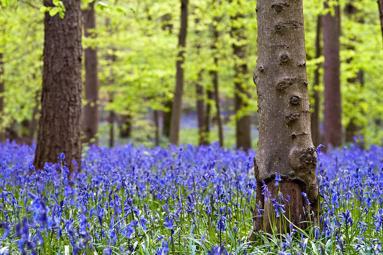 Bluebells in Whippendell Woods located in Watford, Hertfordshire, UK