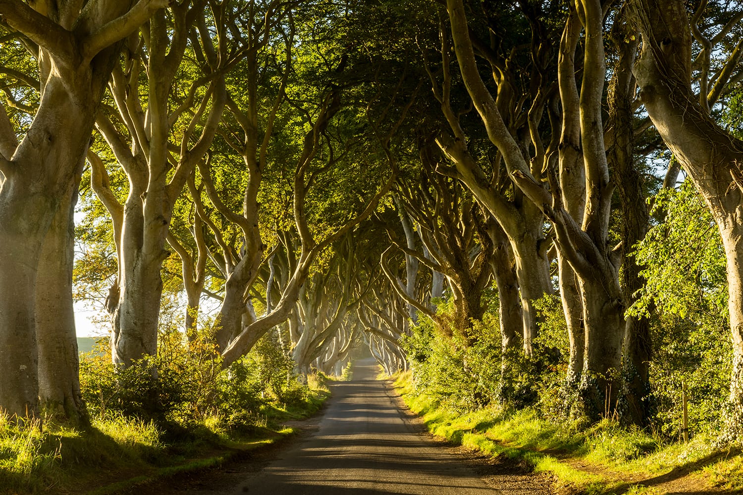 A road runs through the Dark Hedges tree tunnel at sunrise in Northern Ireland, UK