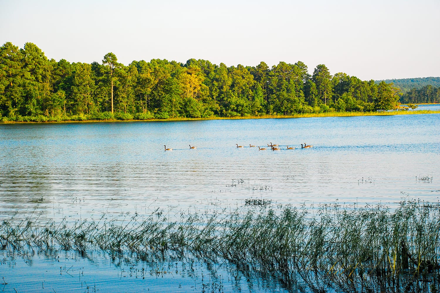 Geese on Degray Lake in Arkansas, USA