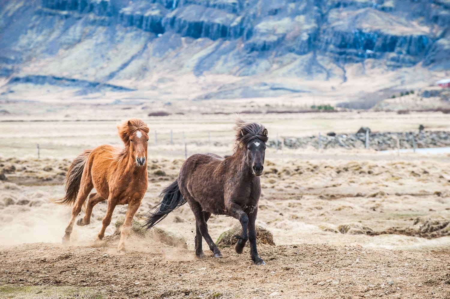 Καλπάζοντας άλογο στην Ισλανδία