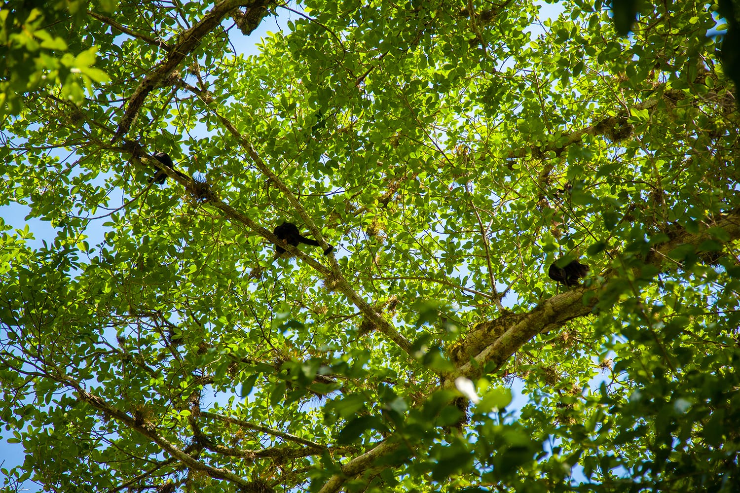 A family of spider monkey on the tropical forest in Tikal, Peten Guatemala