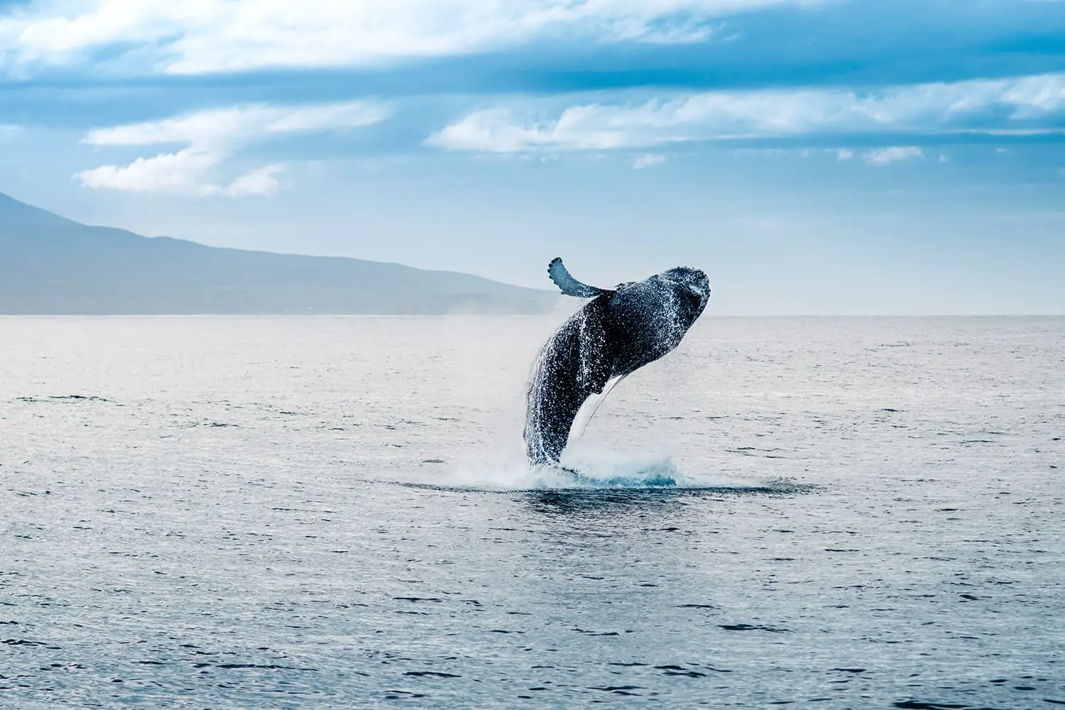Φάλαινα που πηδά από το νερό στην Ισλανδία