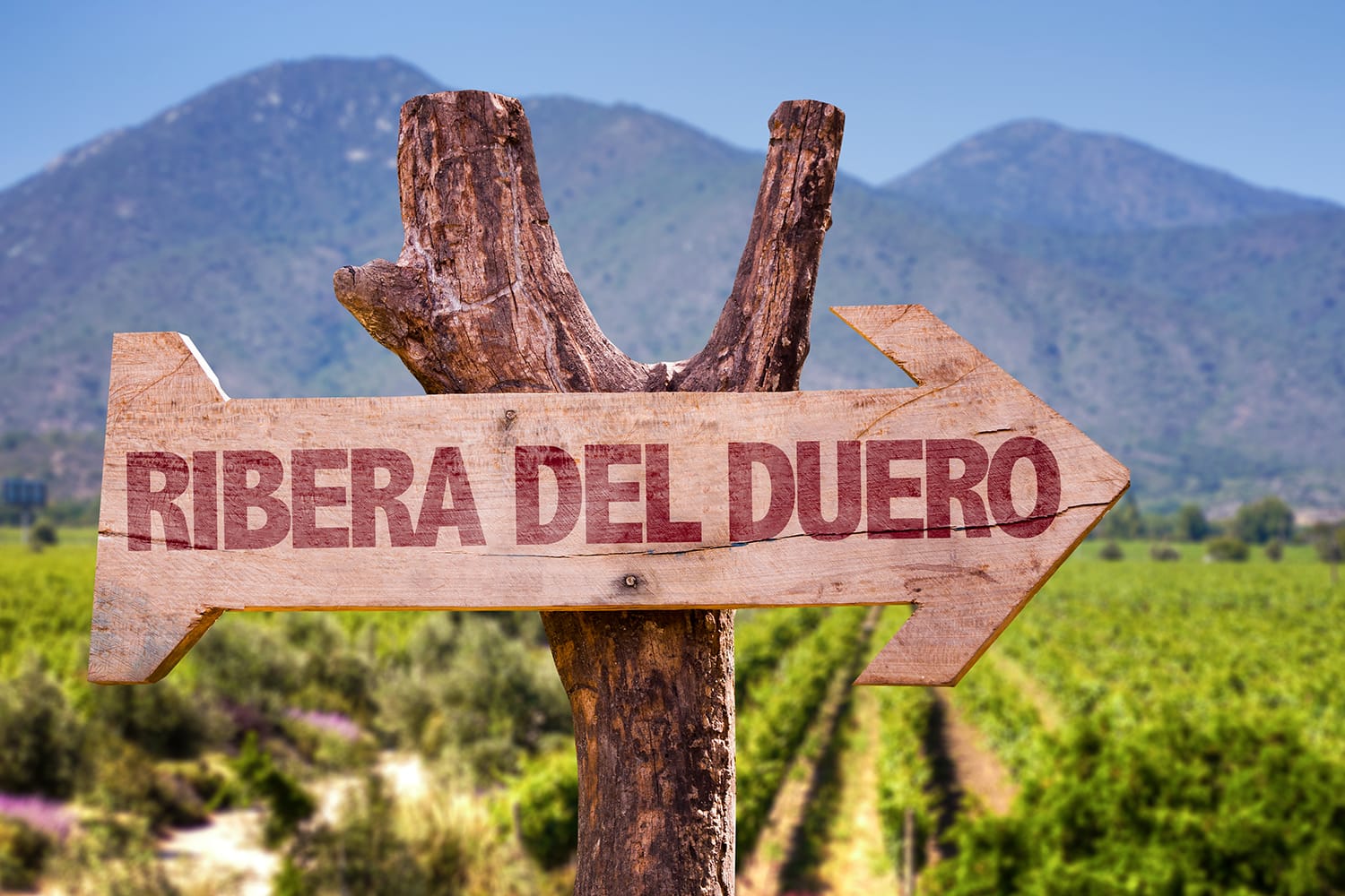 Ribera Del Duero wooden sign with vineyard background, Spain
