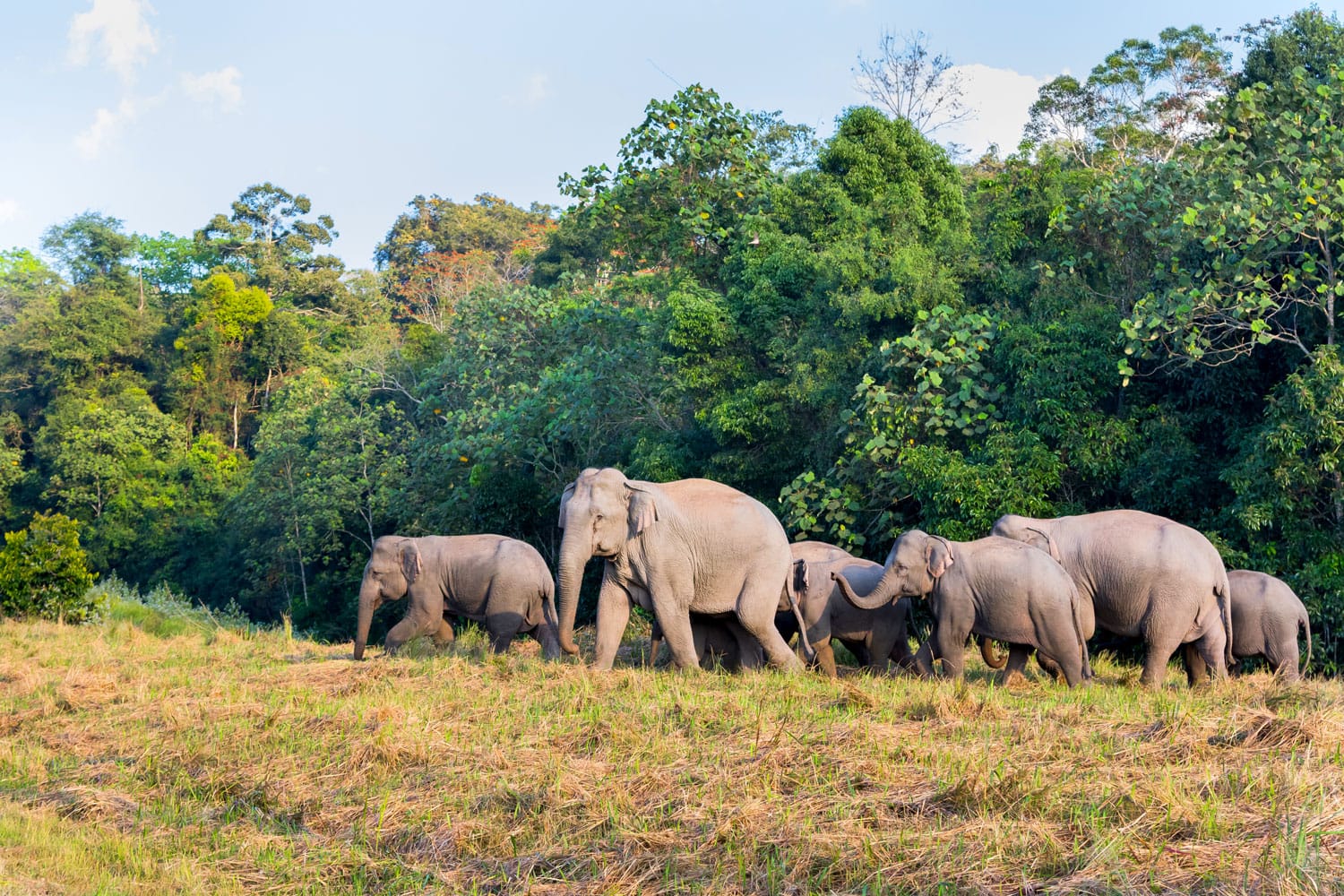 Group of Wild Elephant walking on the field in nature at Khaoyai national park,Thailand