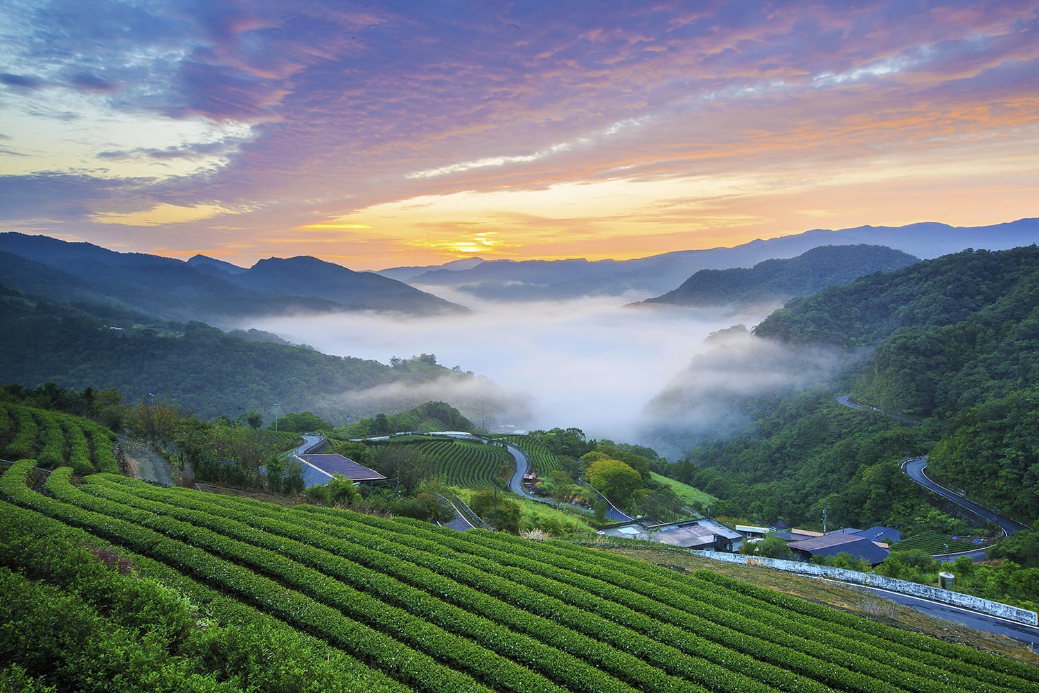 Pinglin tea plantation, Taiwan