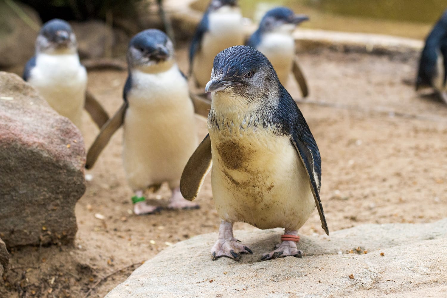 Little blue penguins in Australia