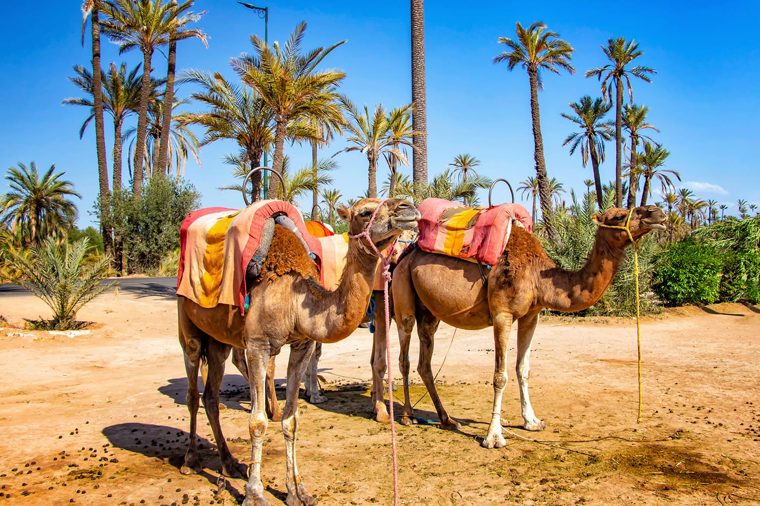 Camels with typical Berber saddles in a Palmeraie near Marrakesh, Morocco