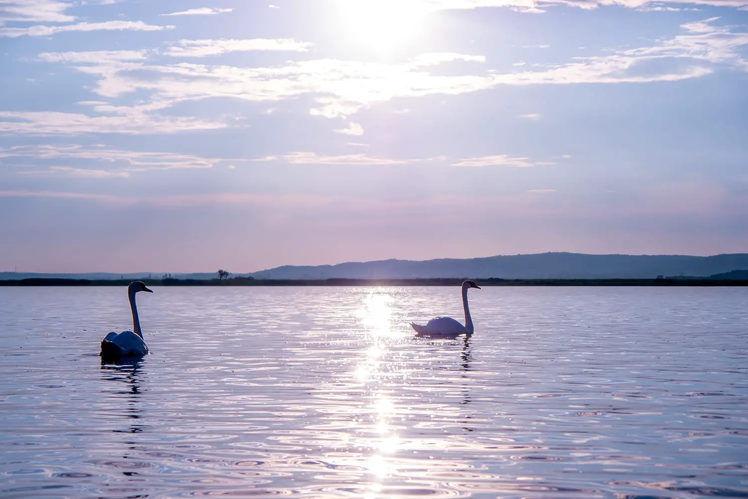 View on the swans swimming on the Velence lake in Hungary during the sunset