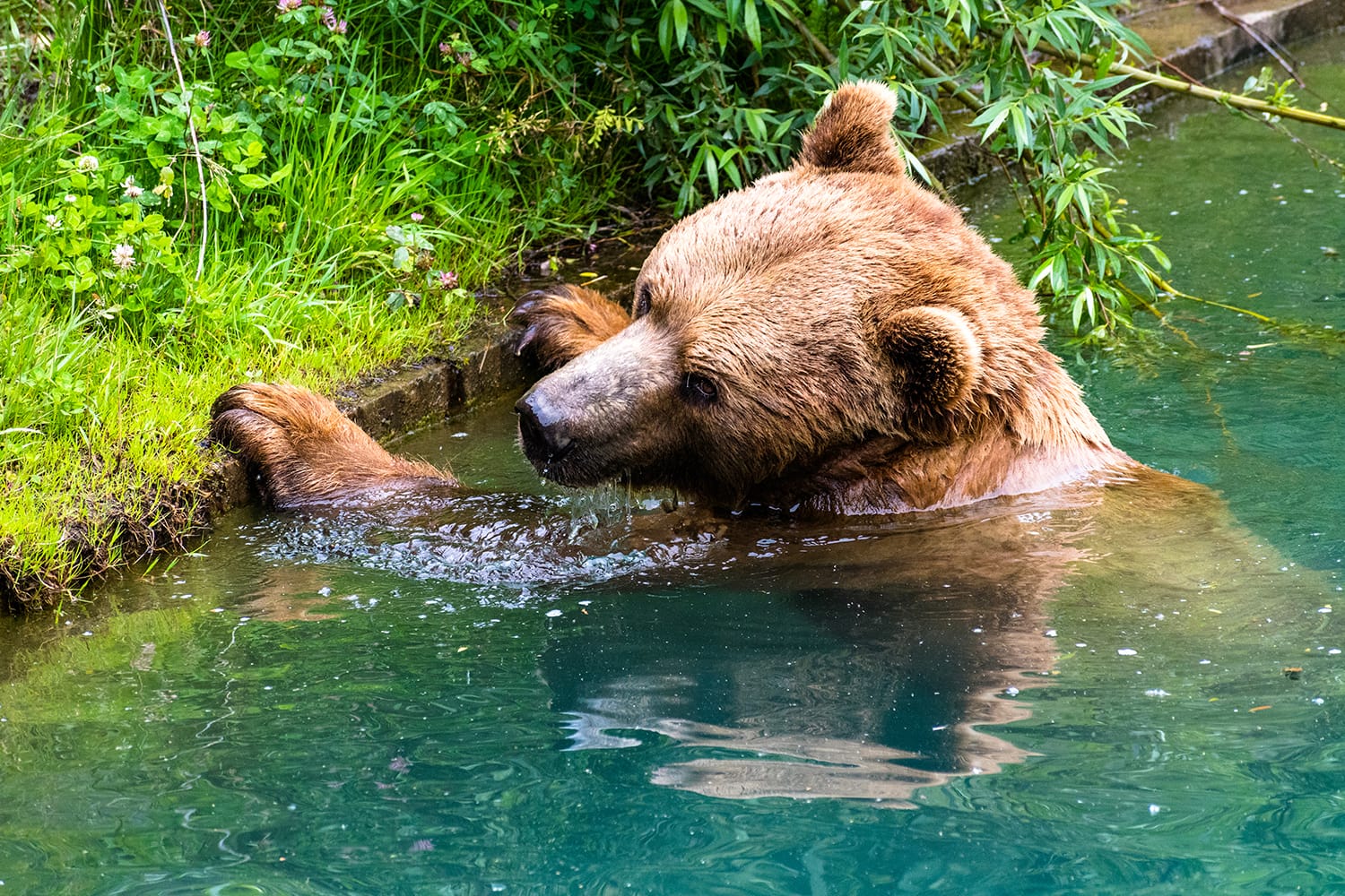 A bear swimming inside Bear Pit in Bern, Switzerland.