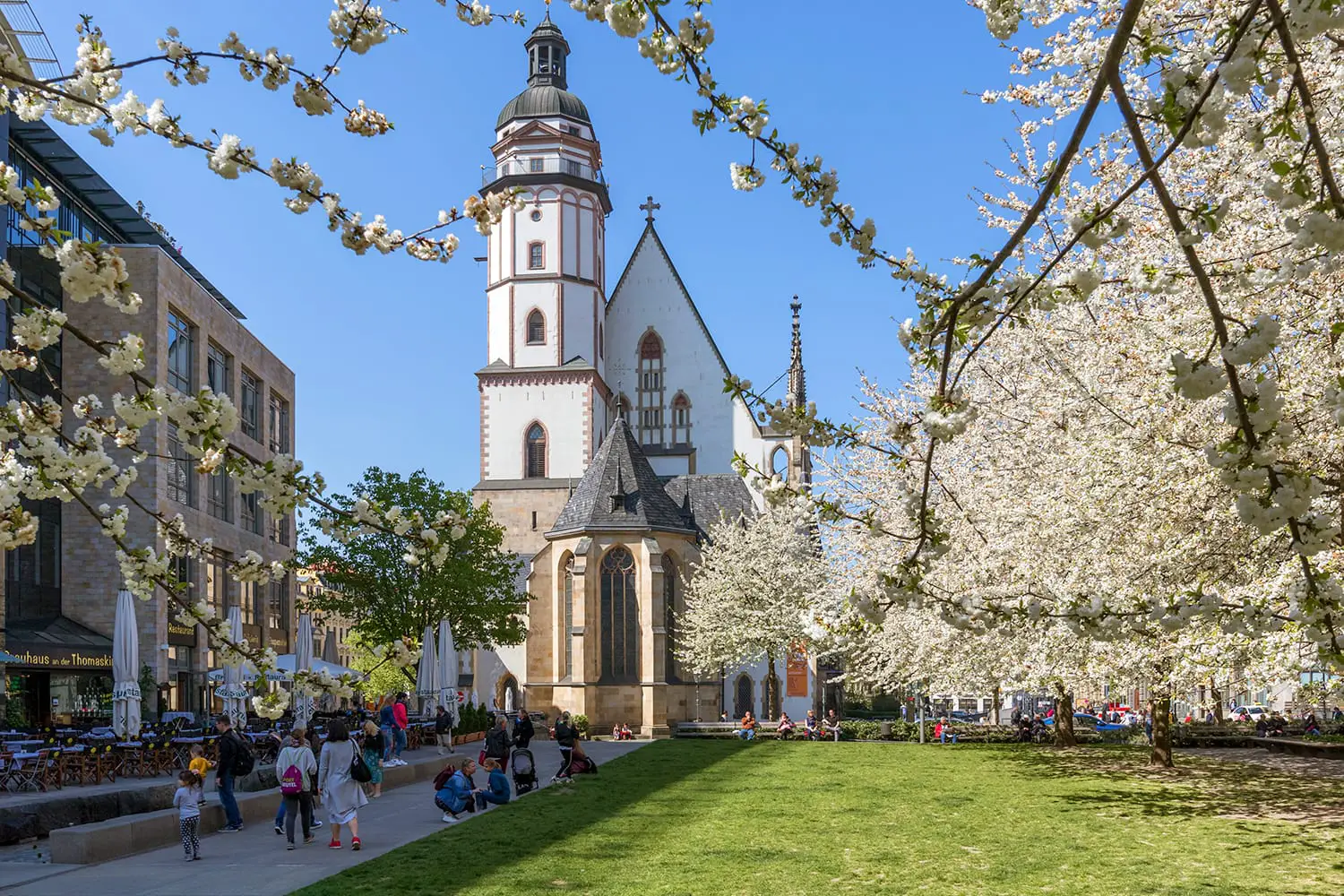 Flowering trees in front of the St. Thomas Church in Leipzig, Germany