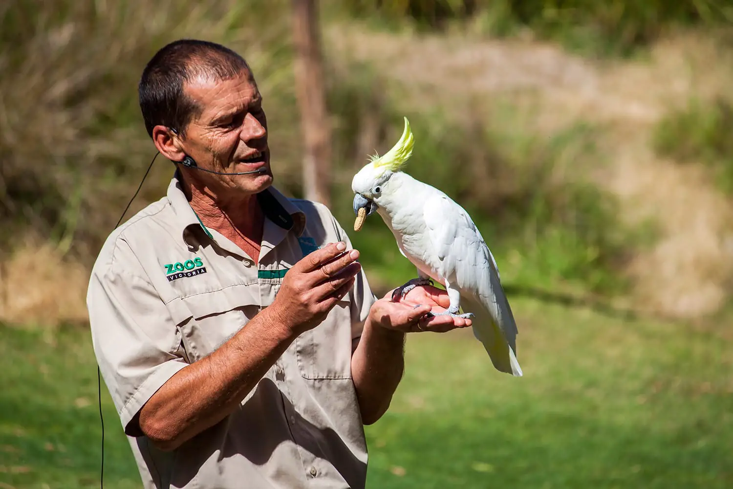 Ένα αυστραλιανό κακάτο με θείο λειτουργεί για τα φιστίκια στο Healesville Wildlife Sanctuary, έναν δημοφιλή τουριστικό προορισμό κοντά στη Μελβούρνη.