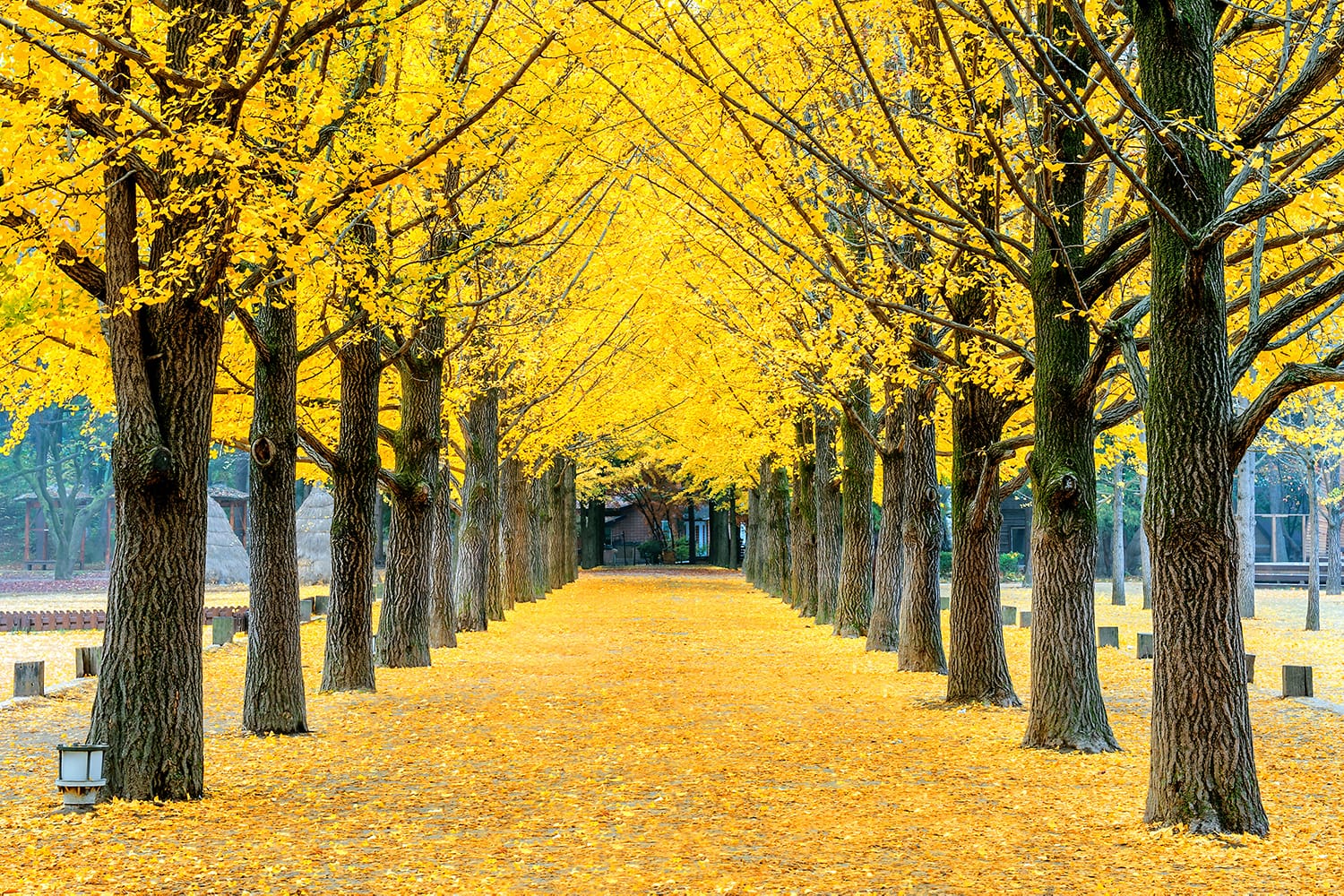 Row of yellow ginkgo trees in Nami Island, South Korea