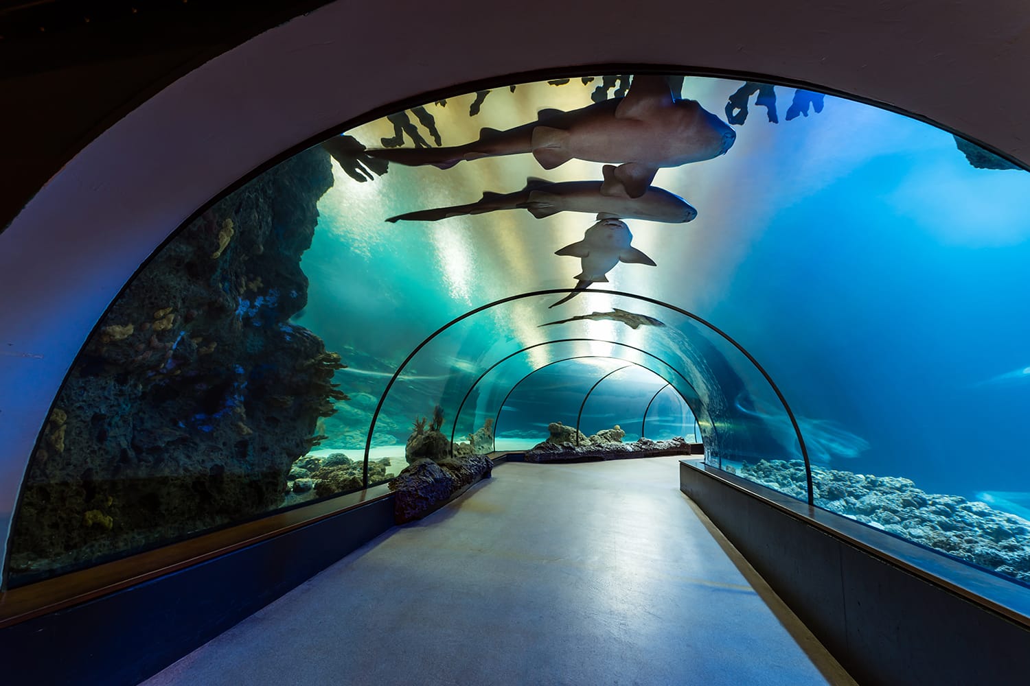 Aquarium at Blijdorp Zoo in Rotterdam, the Netherlands.