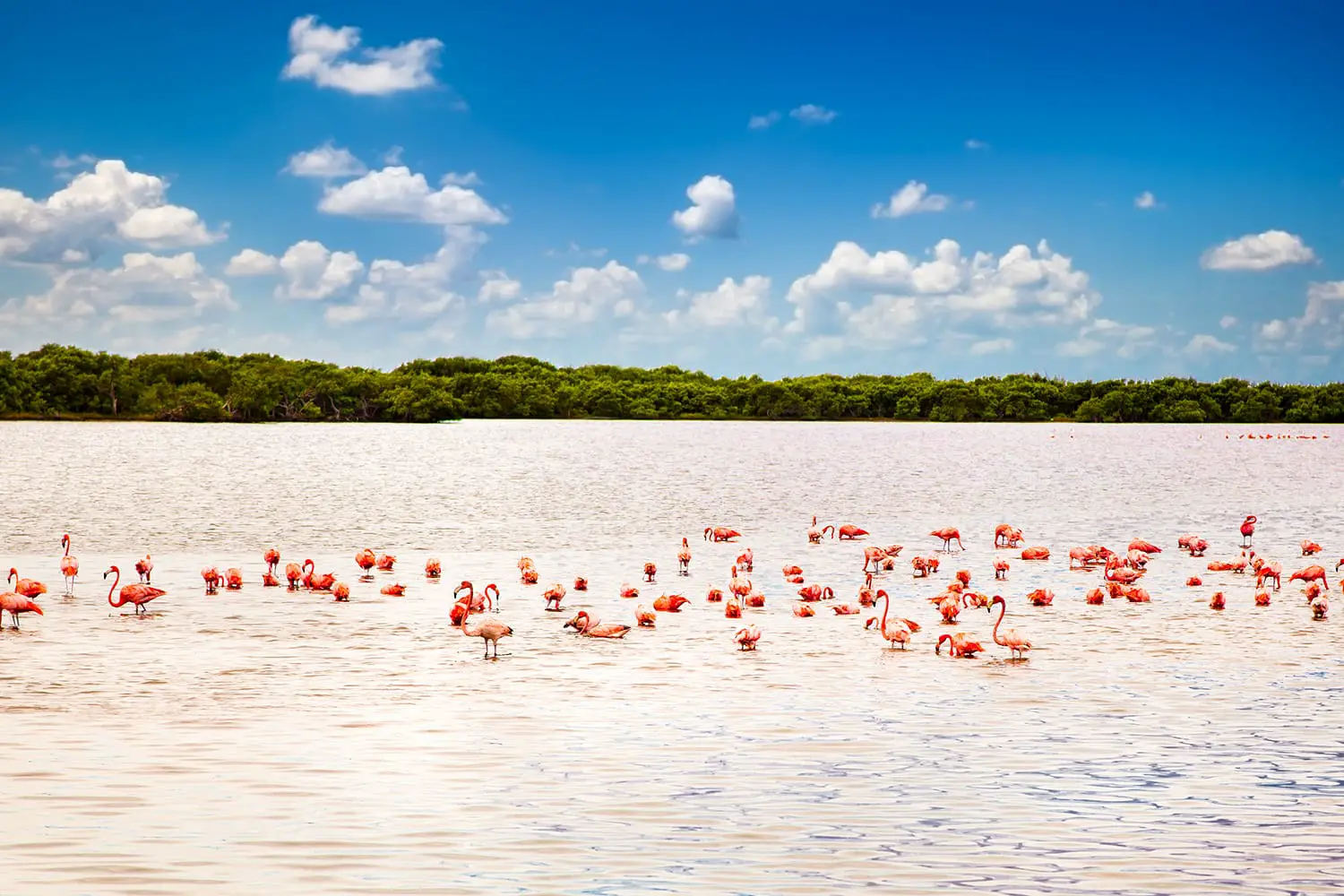 Flamingos at a lagoon Rio Lagartos, which is part of a natural reserve in Yucatan, Mexico