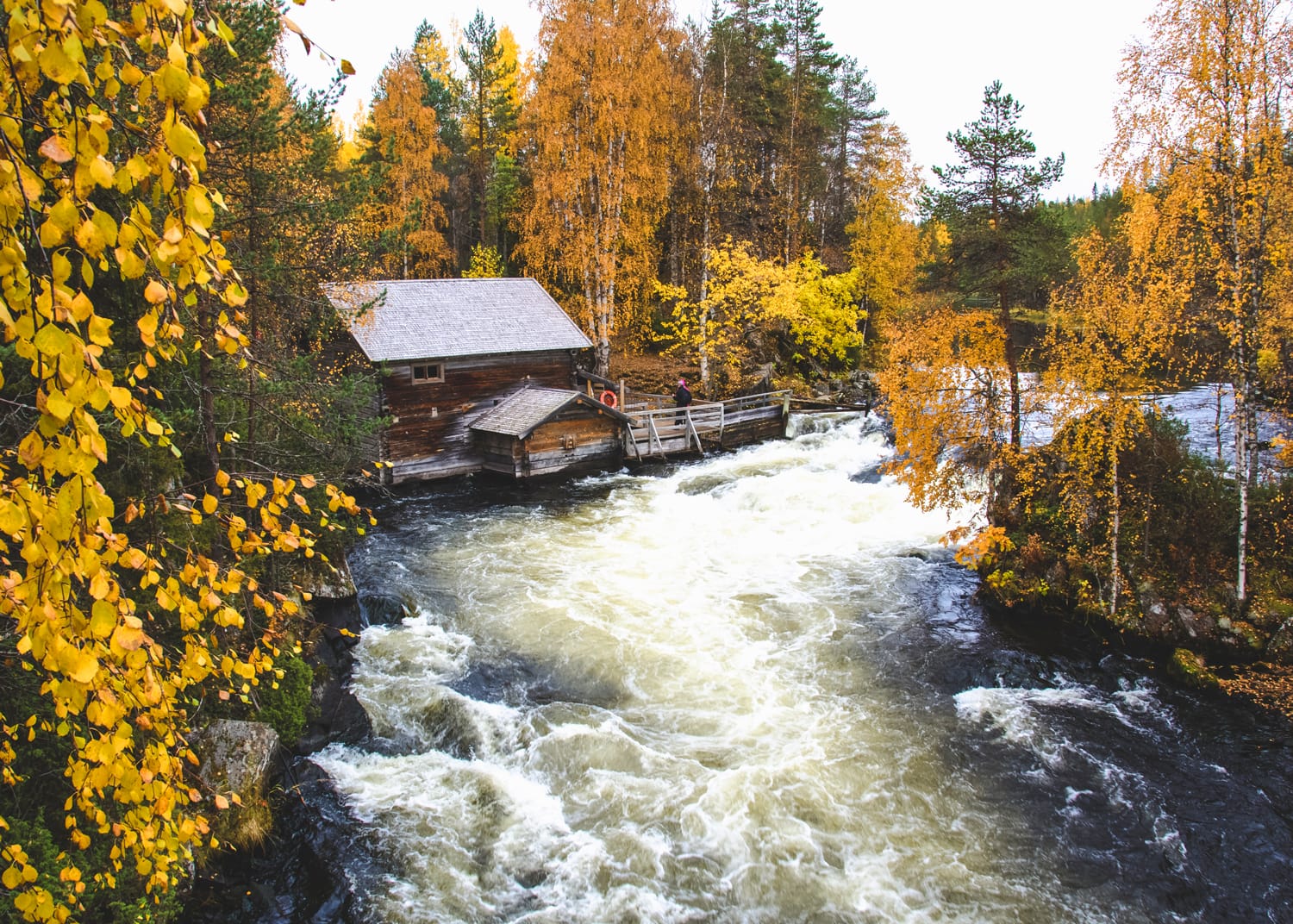 A public rest cabin in Karhunkierros trail during yellow autumn leaves in Oulanka National Park. Lapland, Finland.