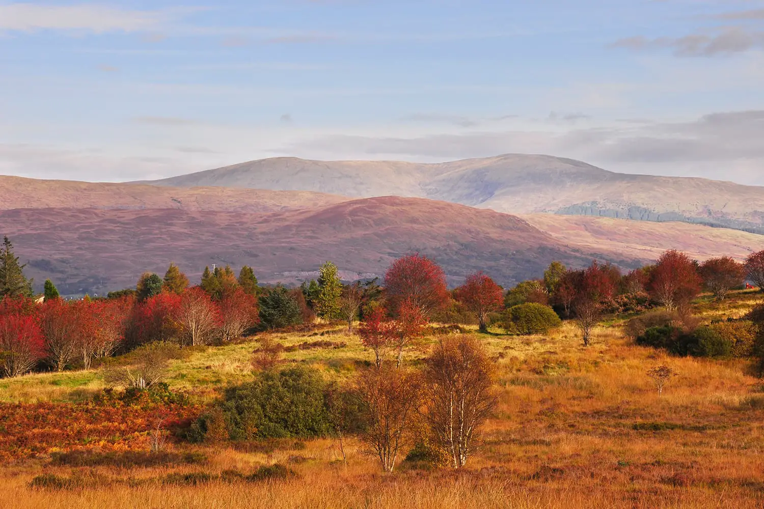 Βουνά των Highlands της Σκωτίας και δέντρα σε φθινοπωρινά χρώματα στο Cow Hill Circuit Walk. Fort William, Σκωτία
