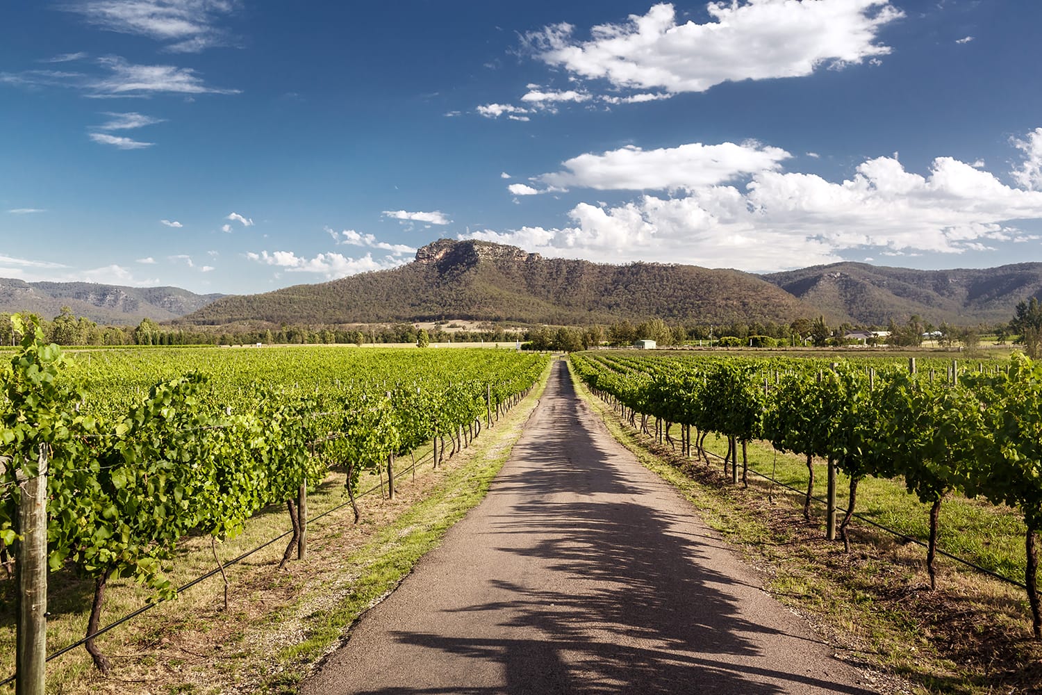 View of Hunter Valley vineyards, NSW, Australia