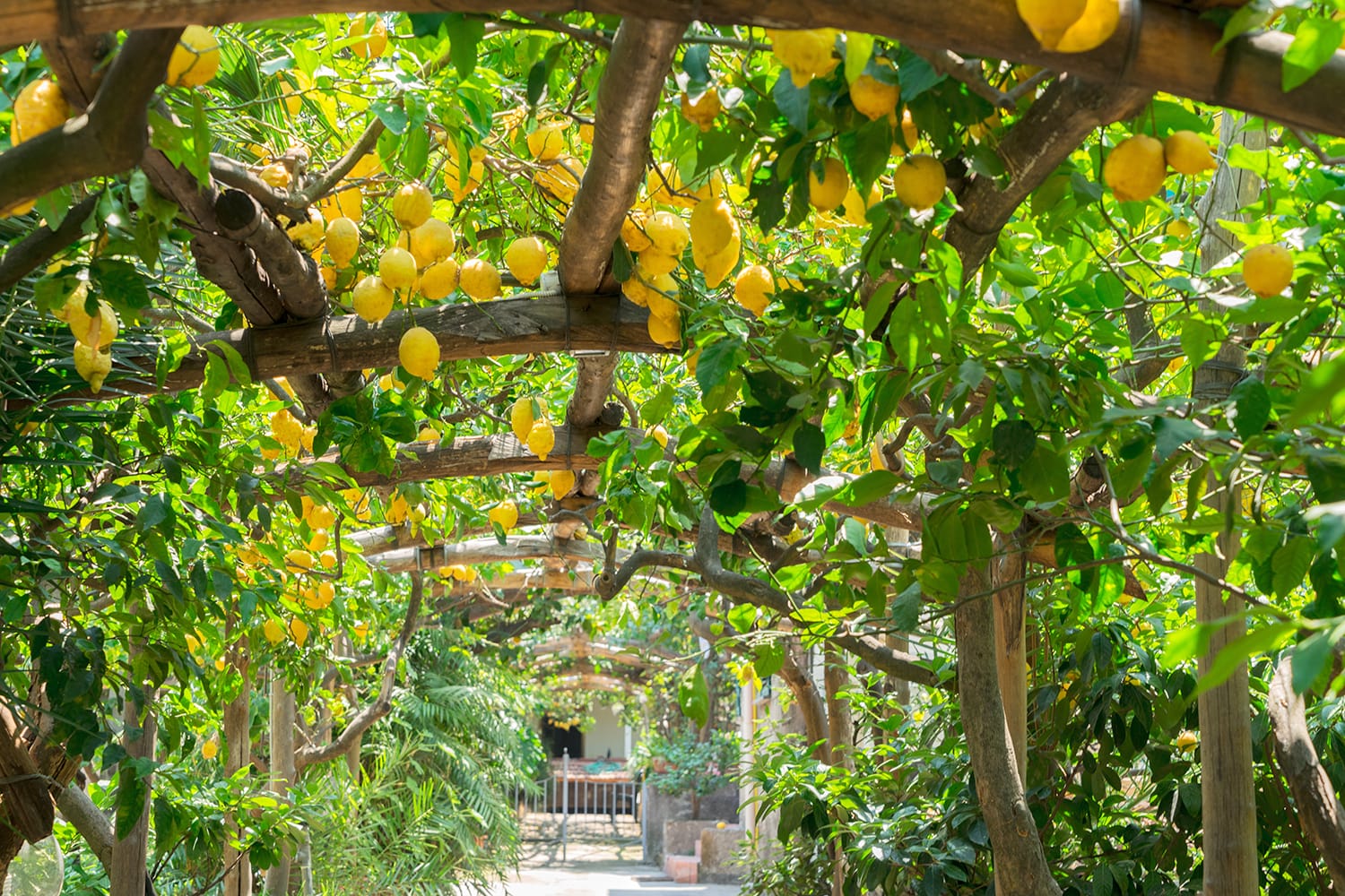 Lemon garden in Sorrento, Italy
