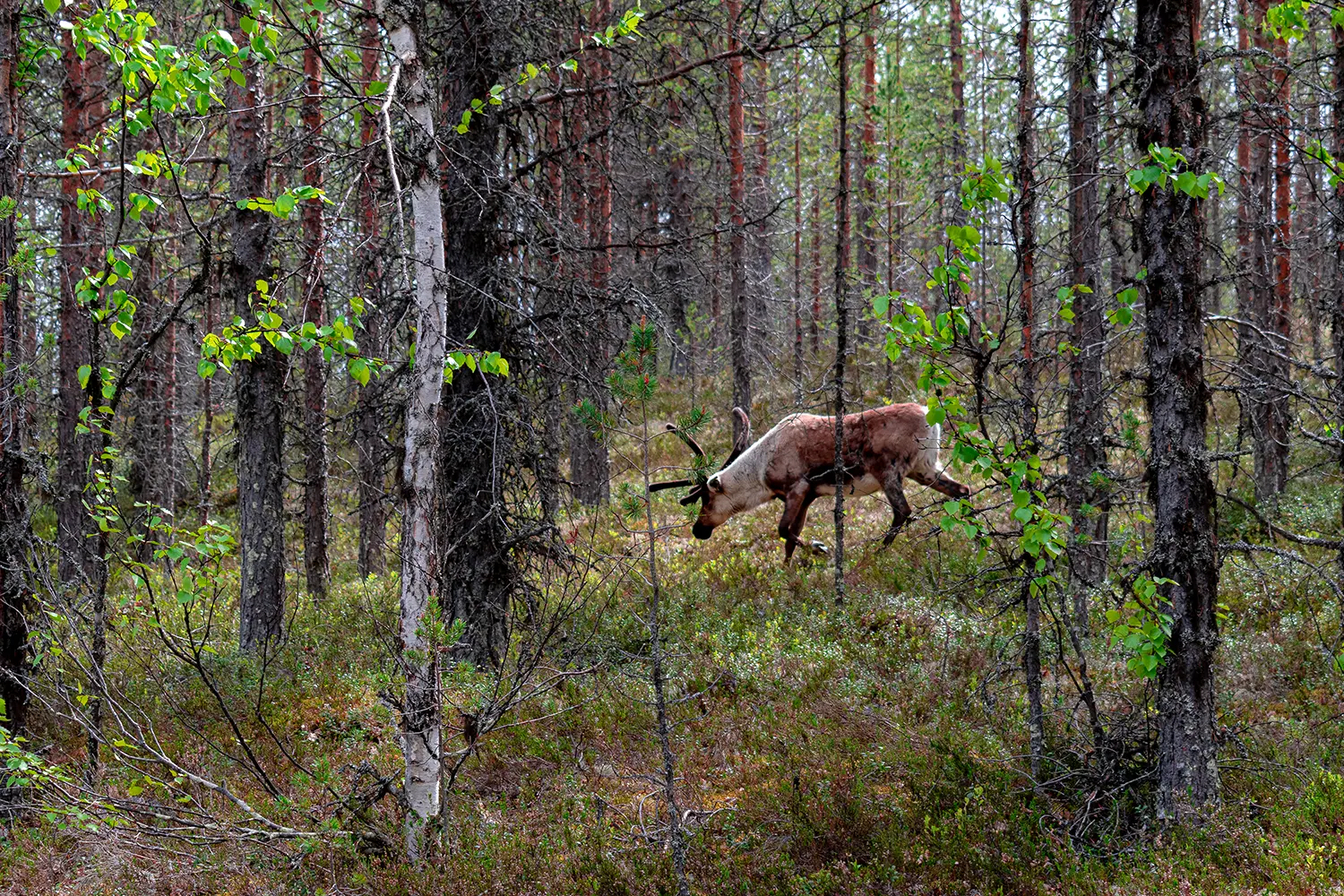Τάρανδοι στο δάσος. Γυρισμένο στη Βόρεια Σουηδία στο εθνικό πάρκο Sonfjallets.