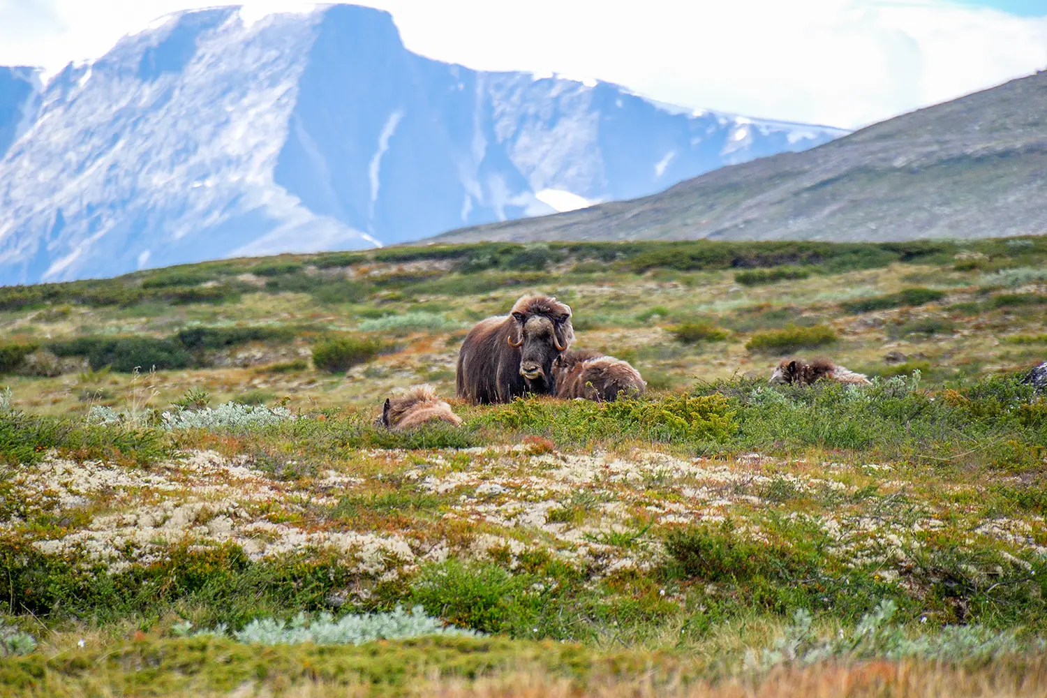 Ο μόσχος (Ovibos moschatus), ή μόσχος βόδι/μοσχοβόδι, είναι ένα αρκτικό ππελώδες θηλαστικό της οικογένειας Bovidae.  Φυσικό περιβάλλον οροπέδιο/ορεινό.  Εθνικό Πάρκο Dovrefjell–Sunndalsfjella, Νορβηγία.
