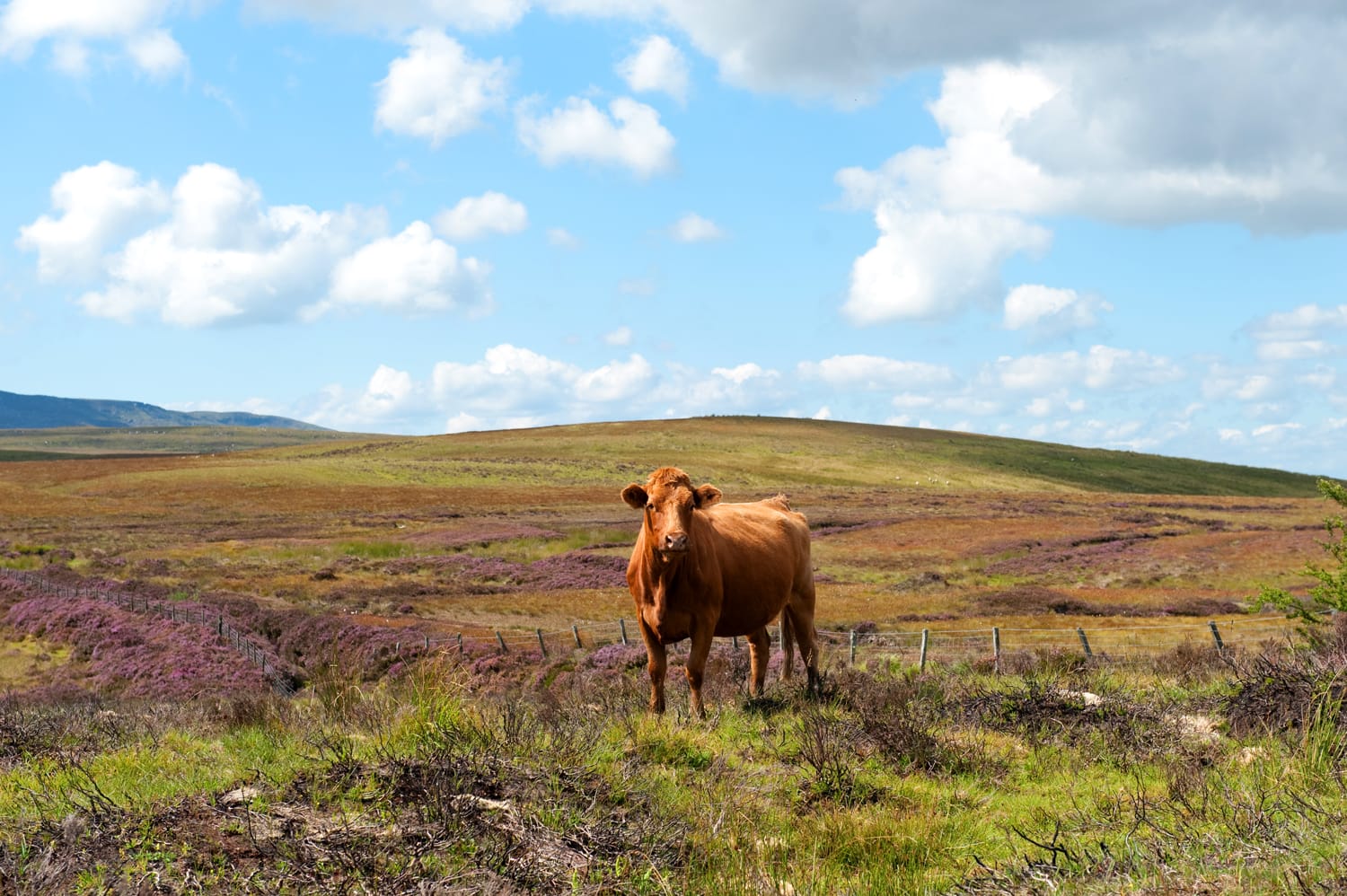 Όμορφη κόκκινη αγελάδα στα βουνά Cuilcagh, Ιρλανδία το καλοκαίρι