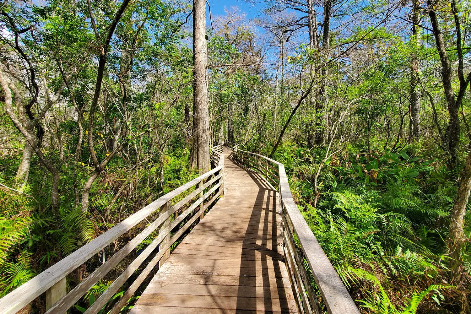 Πεζοπορία στο καταφύγιο Audobon Corkscrew Swamp Sanctuary, Florida Everglades Ecosystem - Nature Walking Trail, Protected Forest Swamp Ecosystem
