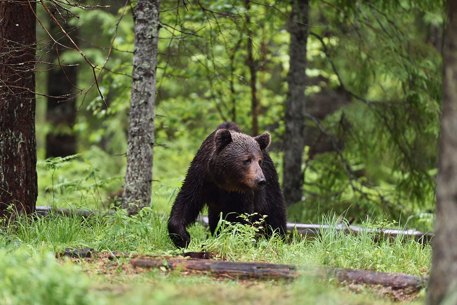 Καφέ αρκούδα που περπατά στο δάσος στην Εσθονία