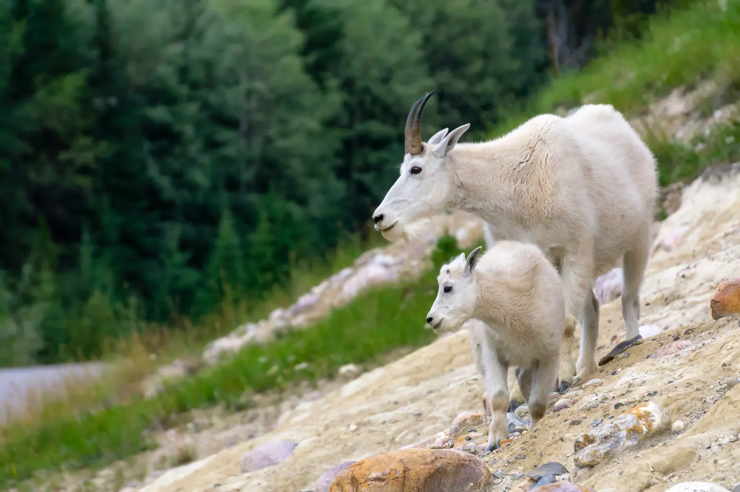 Μητέρα ορεινή κατσίκα και το παιδί της στο Εθνικό Πάρκο Jasper, Αλμπέρτα, Καναδάς.