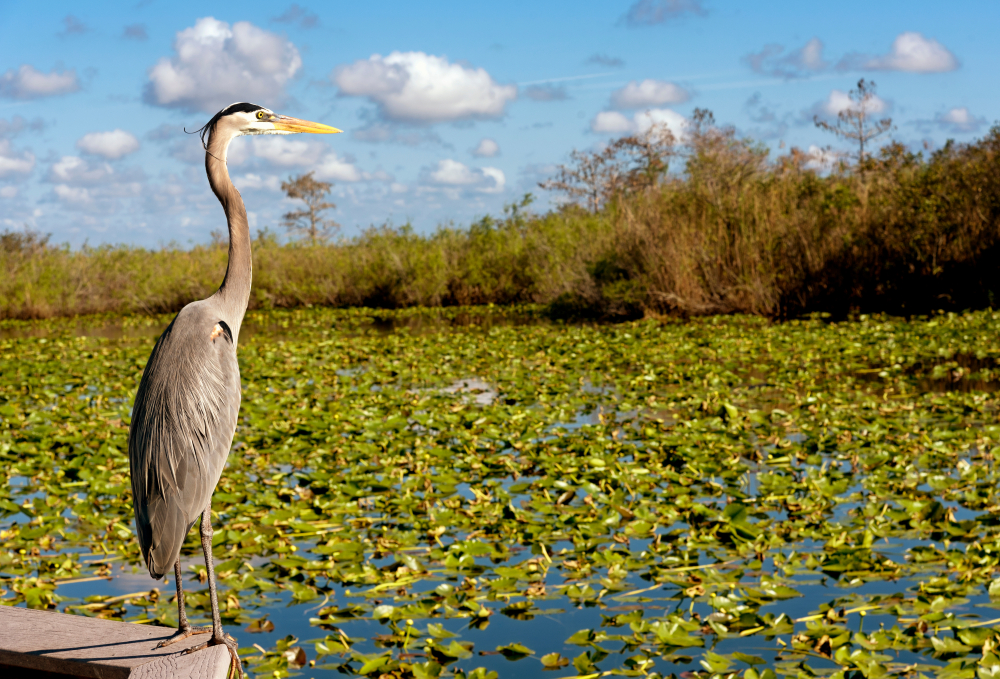 Μεγάλος ερωδιός που στέκεται δίπλα στο νερό με νούφαρα να μεγαλώνουν μια ωραία μέρα στη λιγότερο πολυάσχολη στιγμή για να επισκεφθείτε το Everglades