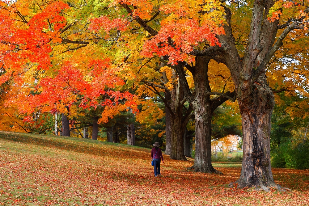 Μια γυναίκα που περπατά σε ένα πανέμορφο τοπίο κατά τη διάρκεια μιας φθινοπωρινής περιόδου όπου τα φύλλα καλύπτουν το έδαφος και τα δέντρα γίνονται κατακόκκινα, συνολικά η καλύτερη στιγμή για να επισκεφθείτε τη Βοστώνη.