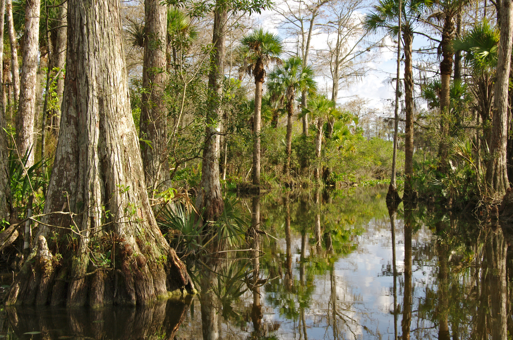 Τα κυπαρίσσια στους βάλτους δείχνουν την καλύτερη εποχή για να επισκεφθείτε το Everglades